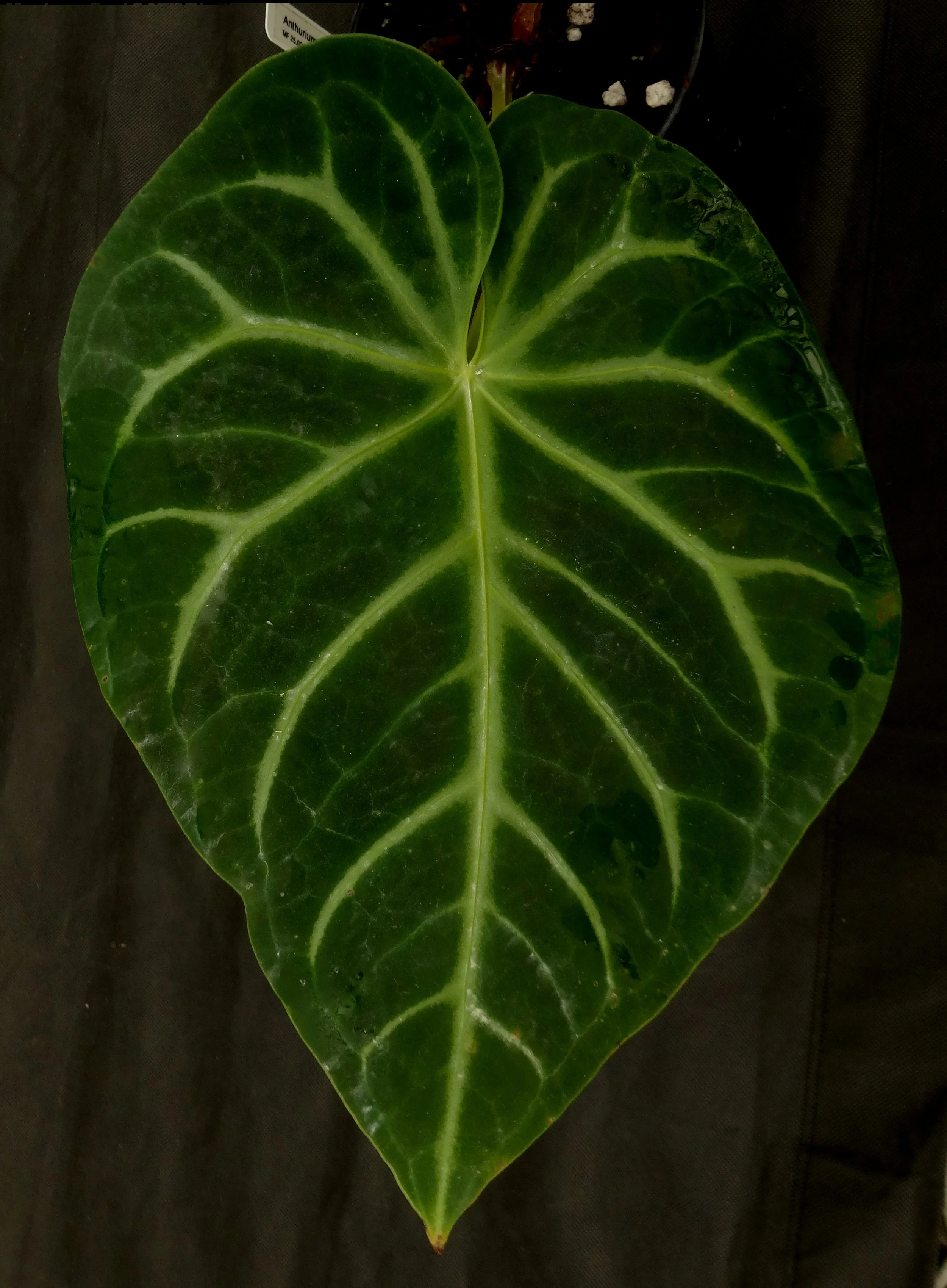 Velvet leaf anthuriums in cultivation by Jay Vannini